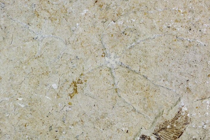 Pair of Cretaceous Brittle Star (Geocoma) Fossils - Lebanon #106200